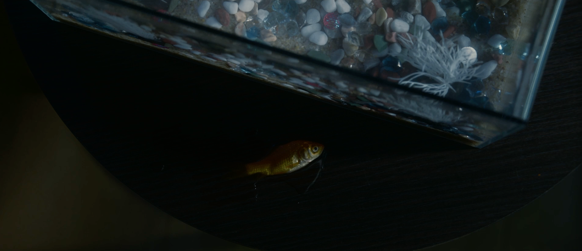 Goldfish on dark table beside tank
